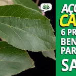 açoita cavalo