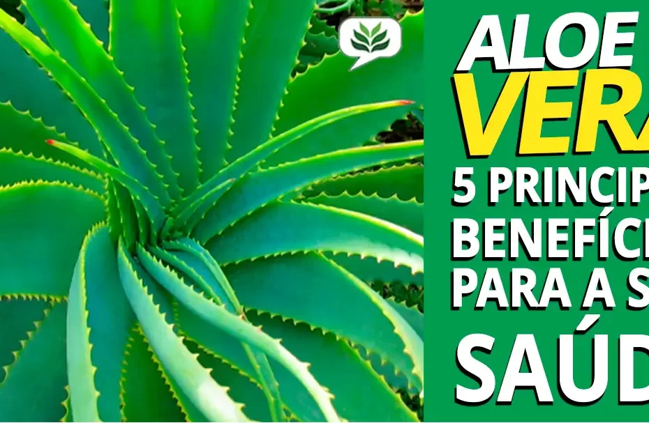 aloe vera