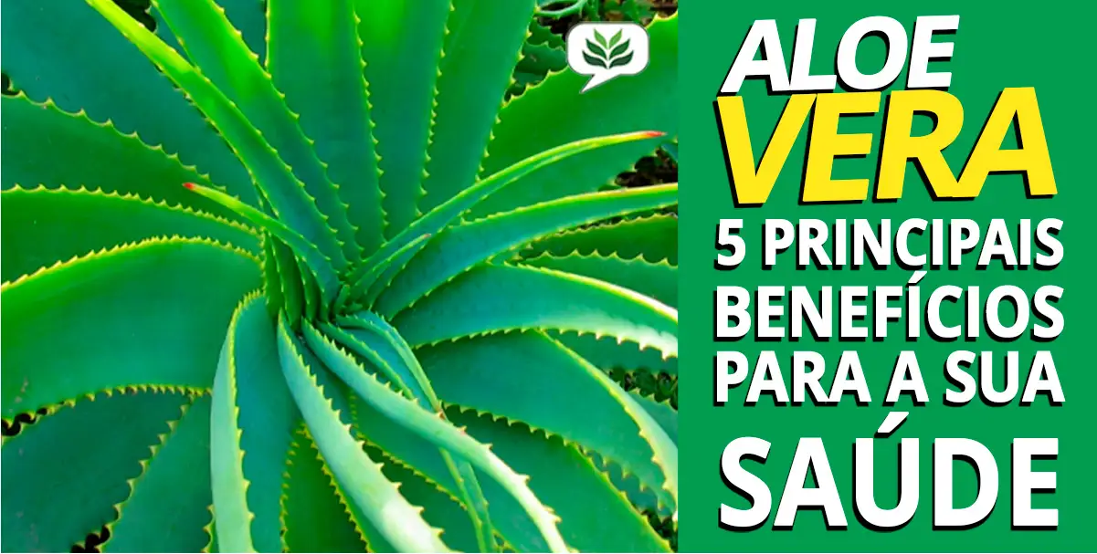 aloe vera