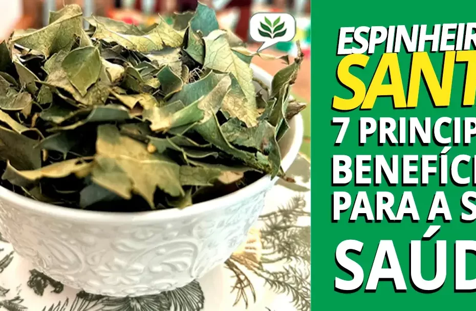 espinheira santa