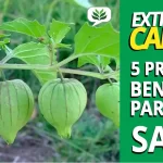 extrato de camapú