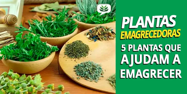 plantas emagrecedoras
