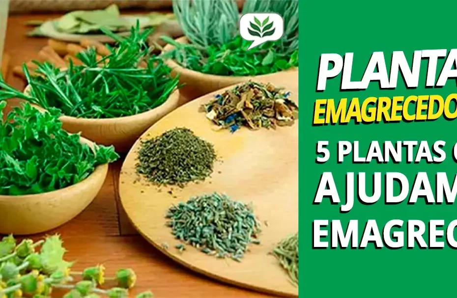 plantas emagrecedoras